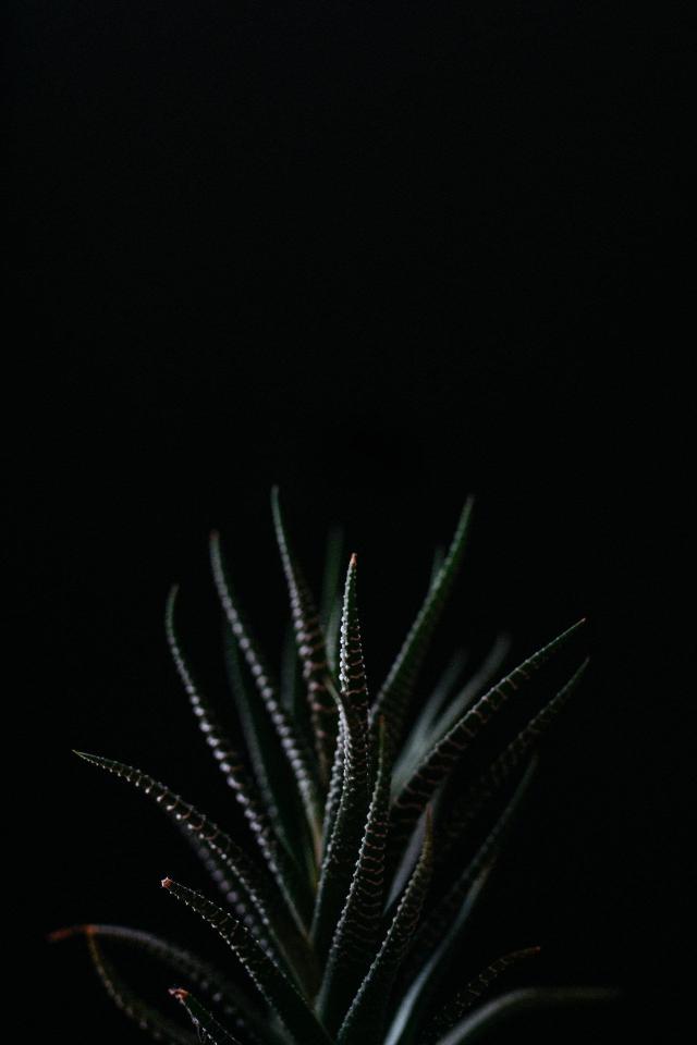 Dark Haworthia Elegance