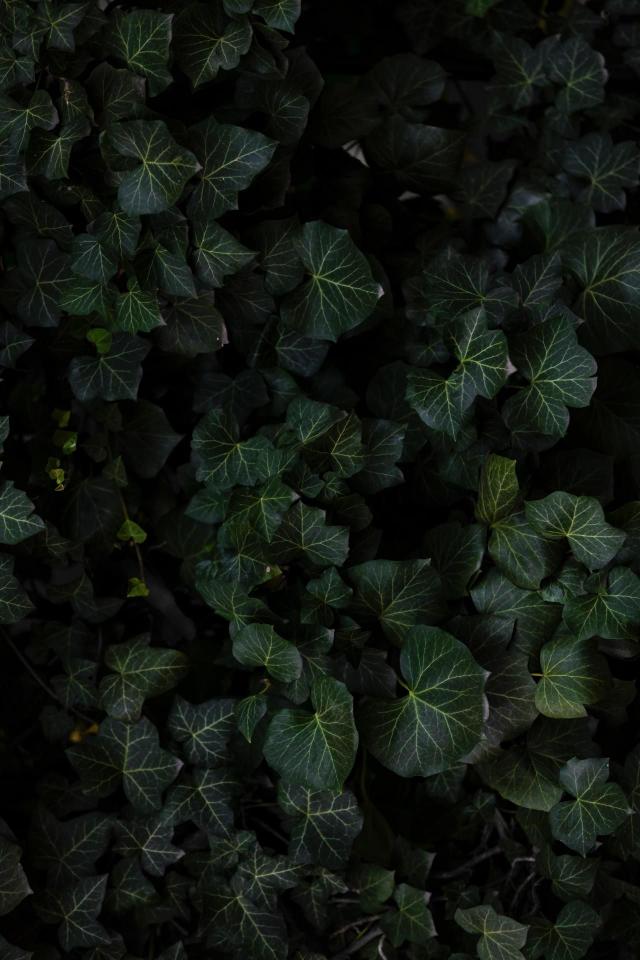Dark Ivy Canopy - Related Dark Wallpapers wallpaper