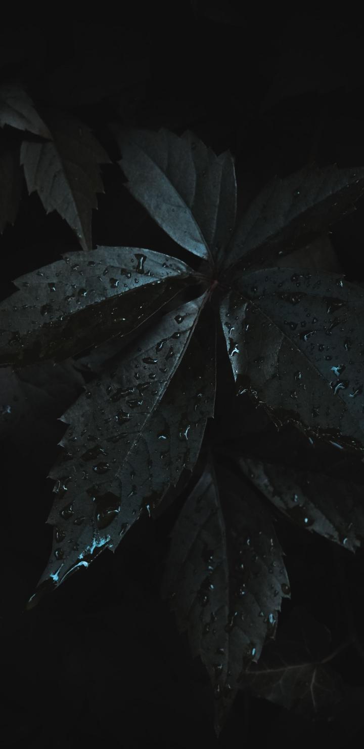 Dark Leaf Raindrops