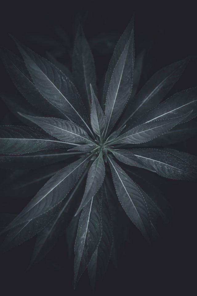 Dark Leafy Plant