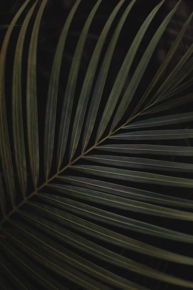 Dark Palm Leaf
