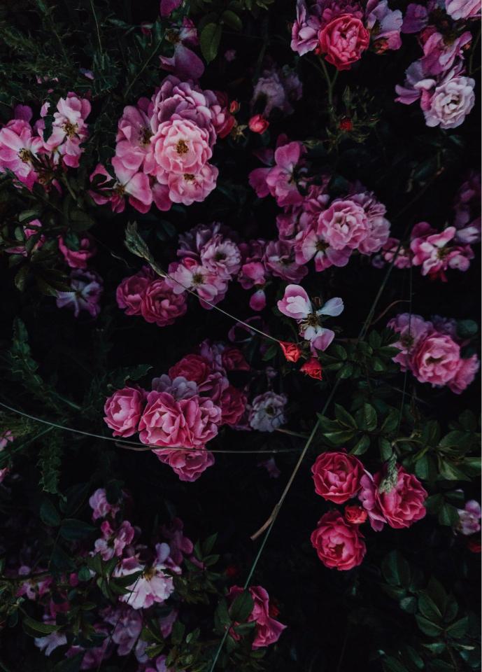 Dark Pink Rose Garden