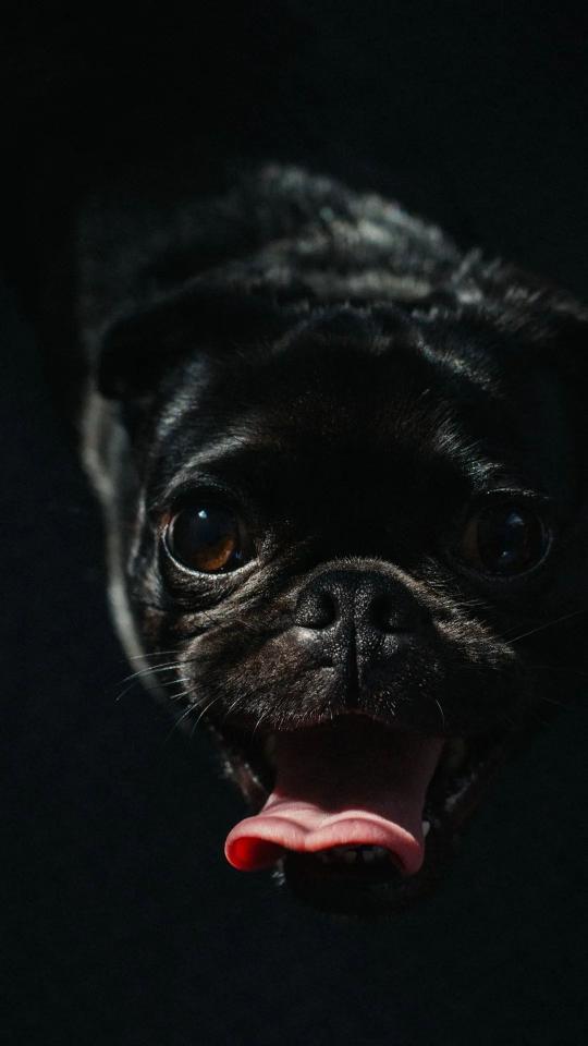 Dark Pug Portrait