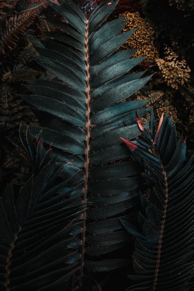Dark Tropical Ferns - Related Dark Wallpapers wallpaper