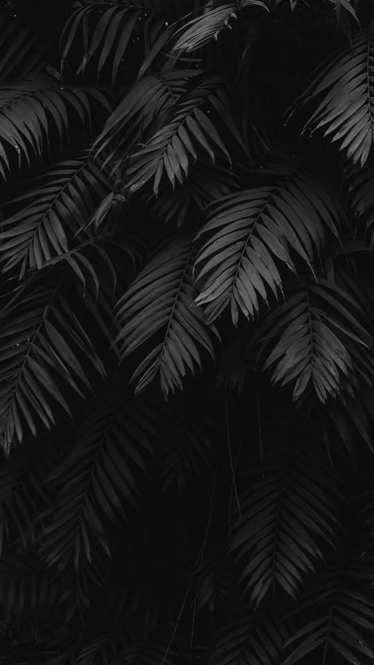 Dark Tropical Palm Leaves
