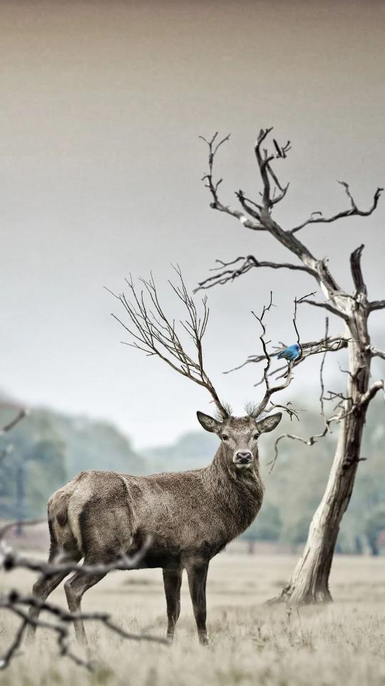Deer and Bluebird Harmony