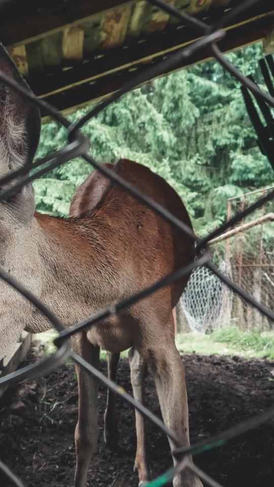 Deer Behind the Fence