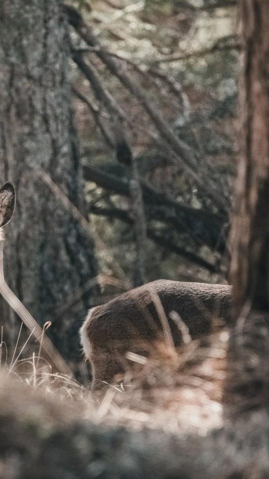 Deer in Forest Glade