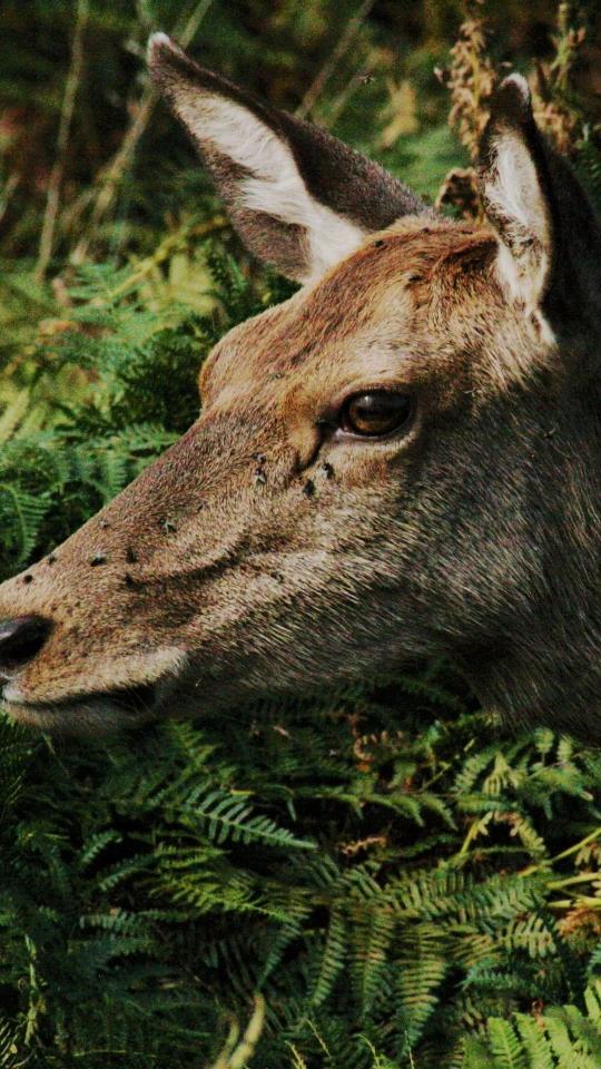 Deer in the Ferns