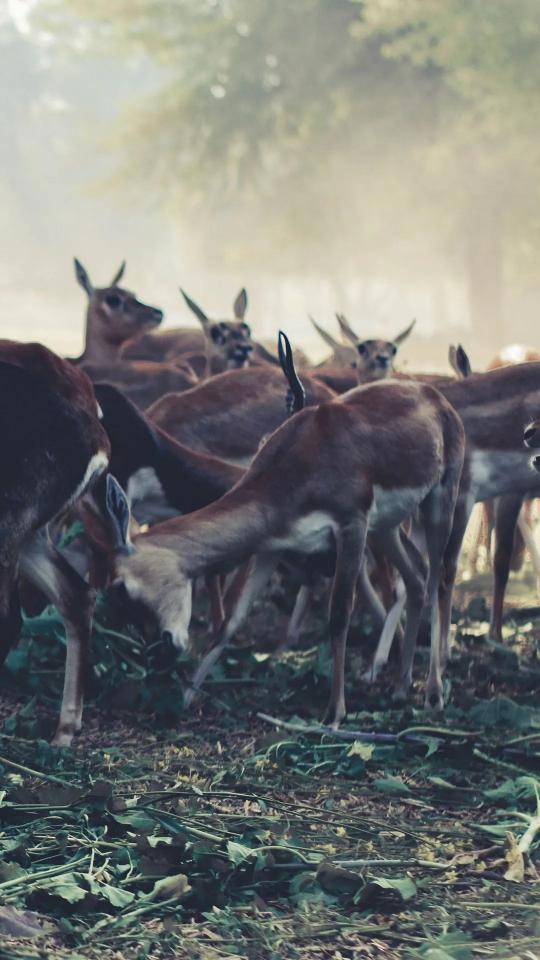 Deer in the Mist - Related Ghetto Wallpapers wallpaper