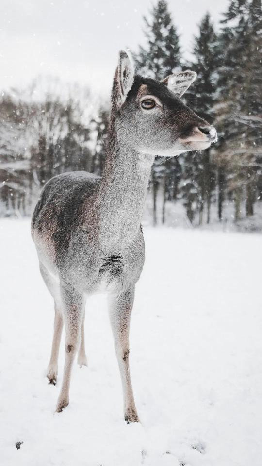 Deer in Winter Snow