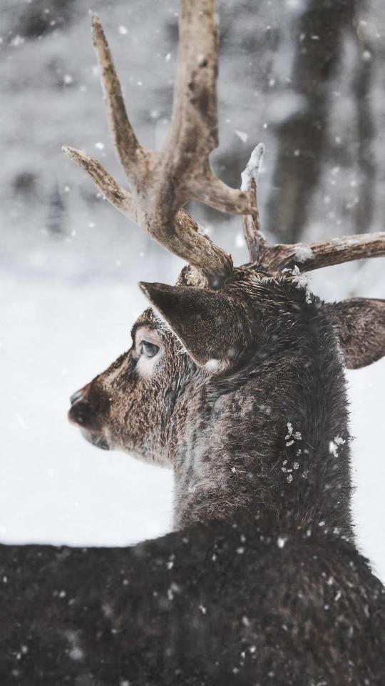 Deer in Winter Snowfall - Related 4K Wallpapers wallpaper