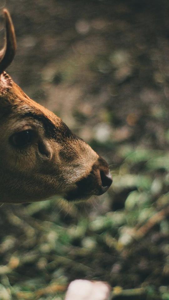 Deer Profile Close-Up - Related Dark Wallpapers wallpaper