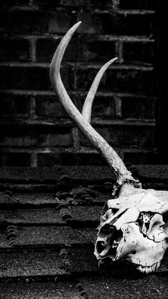 Deer Skull Still Life