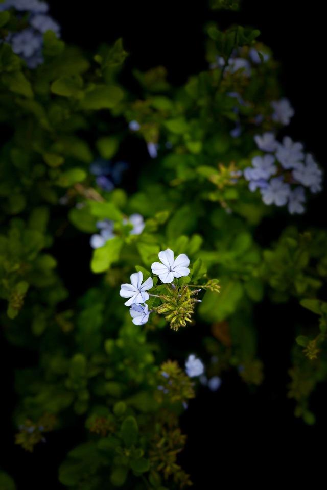 Delicate Blue Flowers