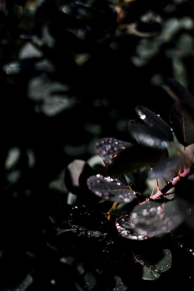 Dewy Dark Leaves