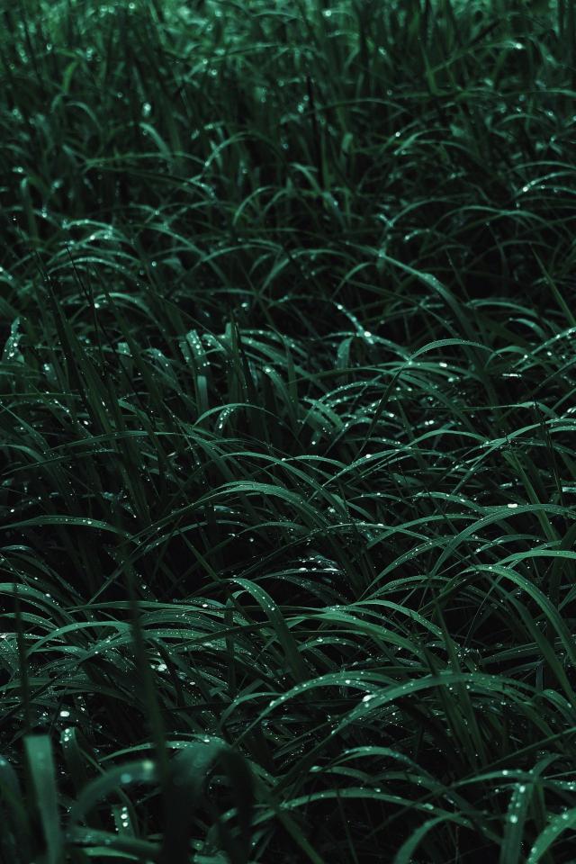 Dewy Emerald Grass Blades