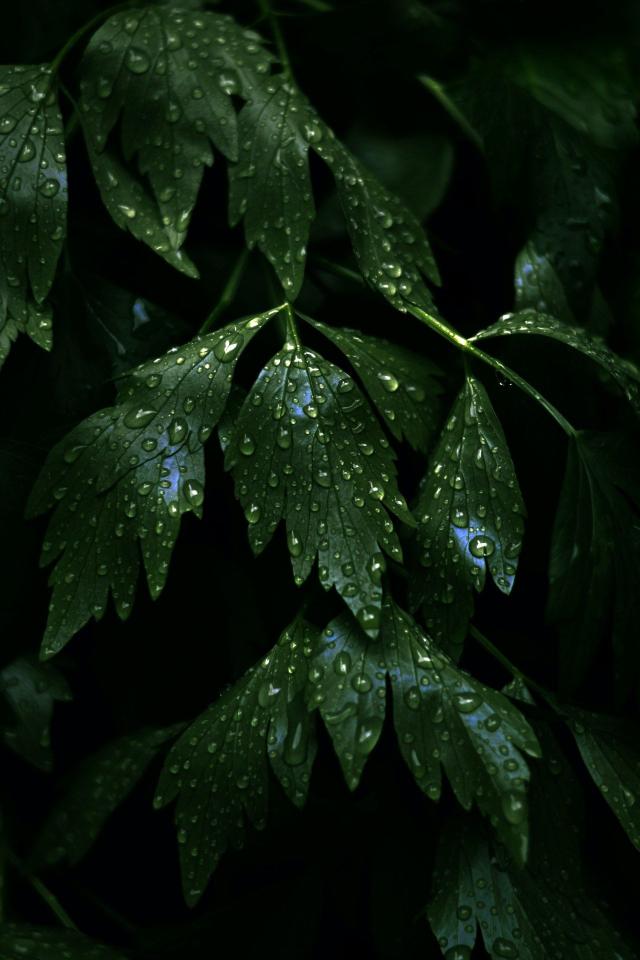 Dewy Green Leaves