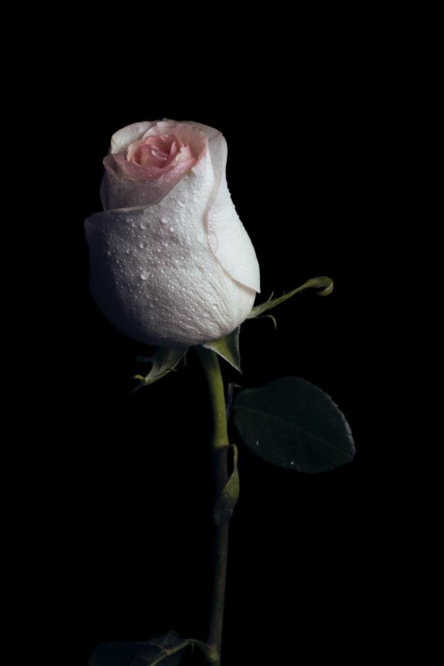 Dewy Rose on Black