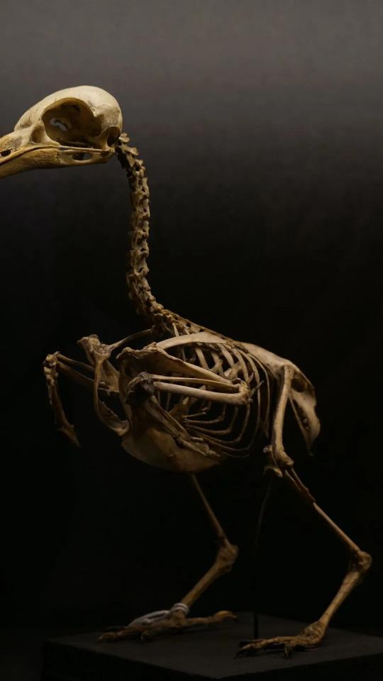 Dodo Bird Skeleton