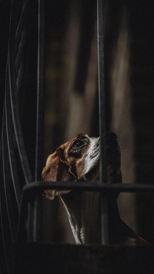 Dog Behind Bars - Related Dark Wallpapers wallpaper