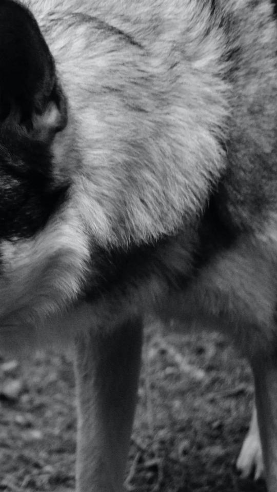 Dog Fur Texture