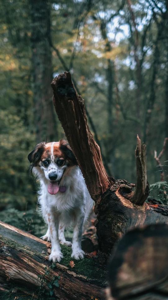 Dog in Forest - Related Dark Wallpapers wallpaper