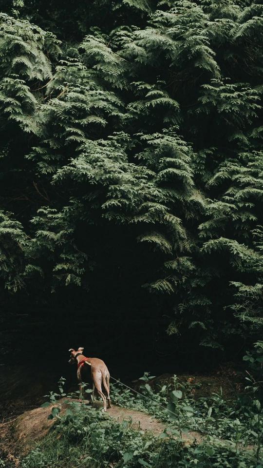 Dog in Forest Shadow - Related Dark Wallpapers wallpaper