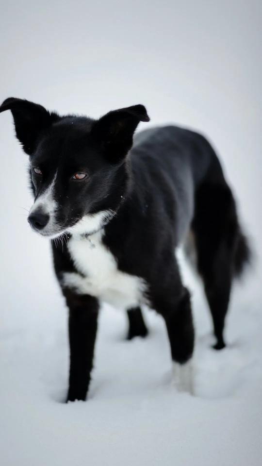 Dog in Winter Snow