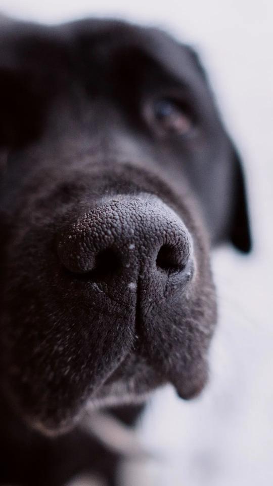 Dog Nose Close-Up - Related Dark Wallpapers wallpaper