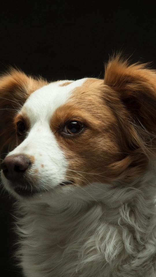 Dog Portrait Close-up - Related Dark Wallpapers wallpaper