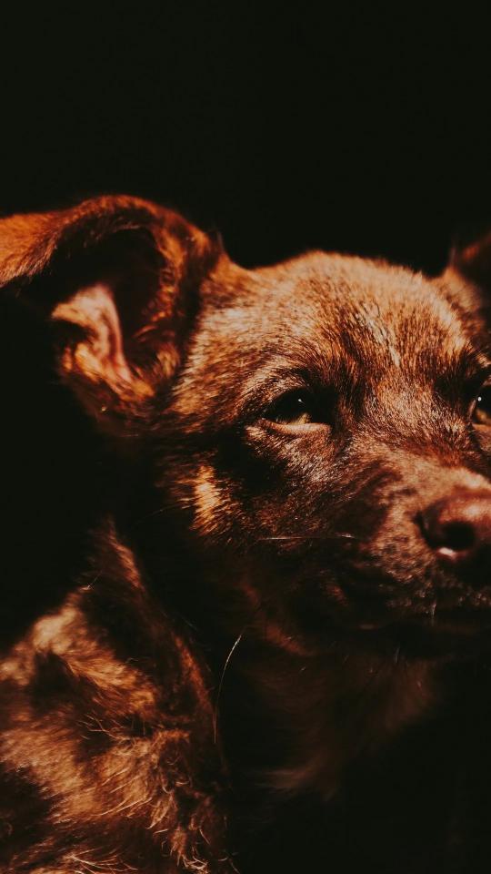 Dog Portrait in Shadow - Related Dark Wallpapers wallpaper