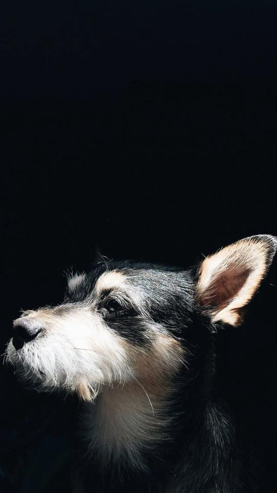 Dog Profile in Shadow