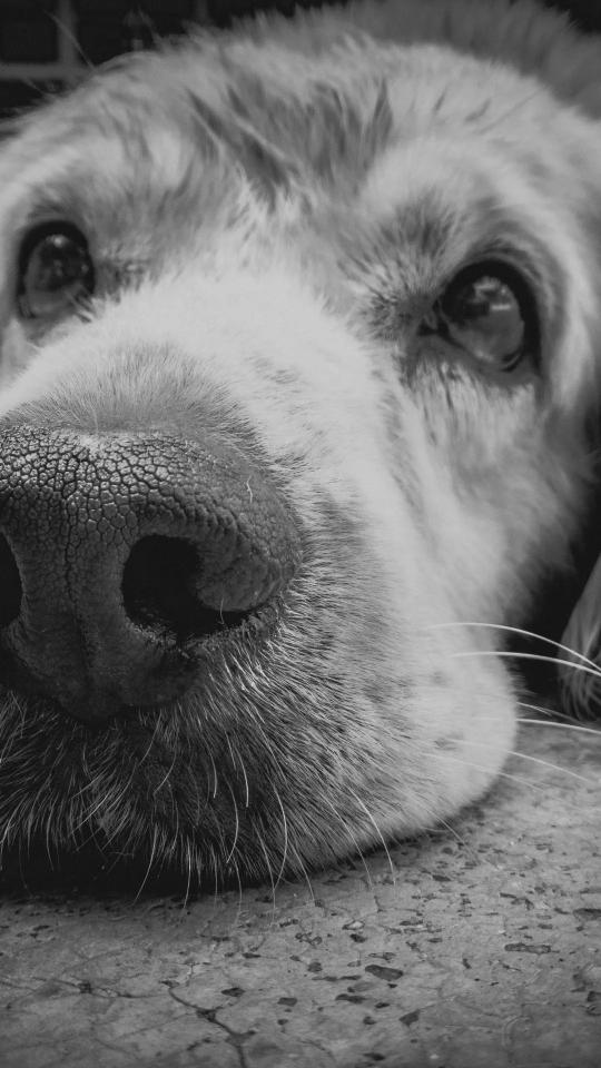 Dog's Gentle Gaze
