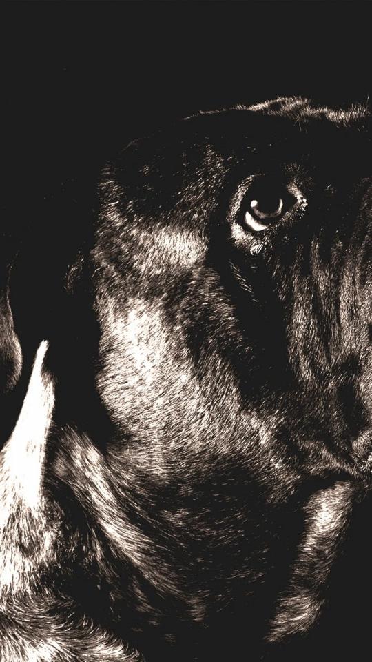 Dog's Intense Gaze - Related Dark Wallpapers wallpaper