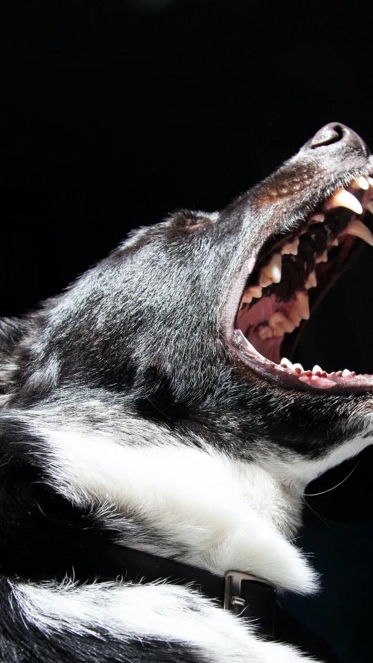 Dog's Open Mouth