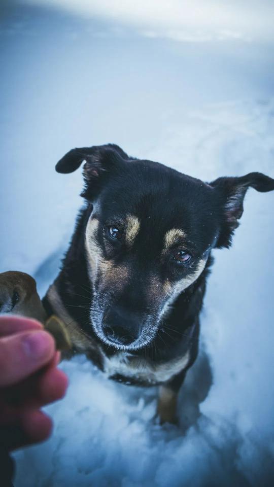 Dog Treat in Snow - Related Dark Wallpapers wallpaper