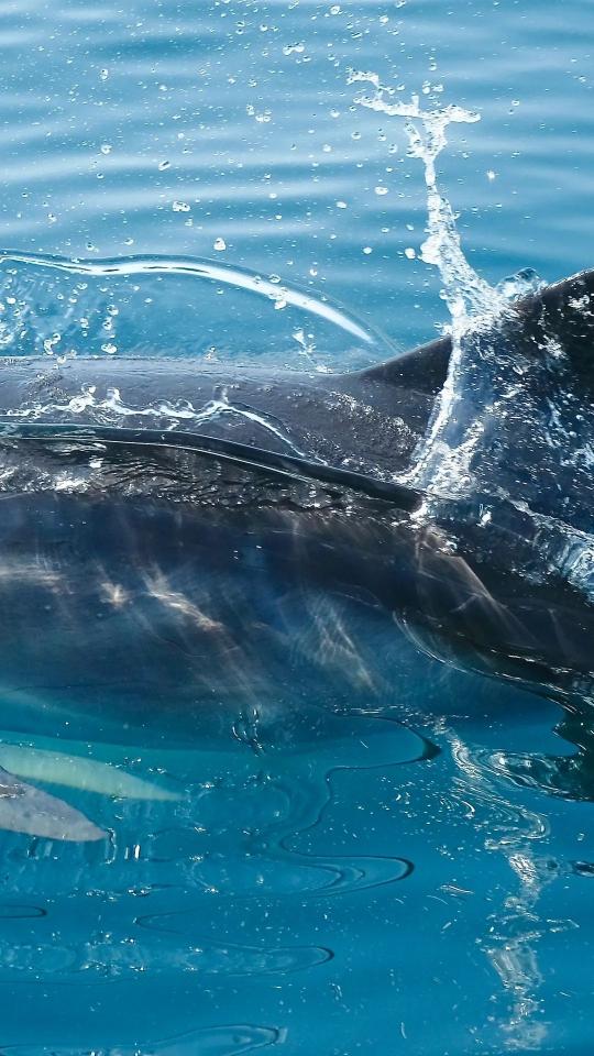 Dolphin Splash in Blue - Related Anime Wallpapers wallpaper