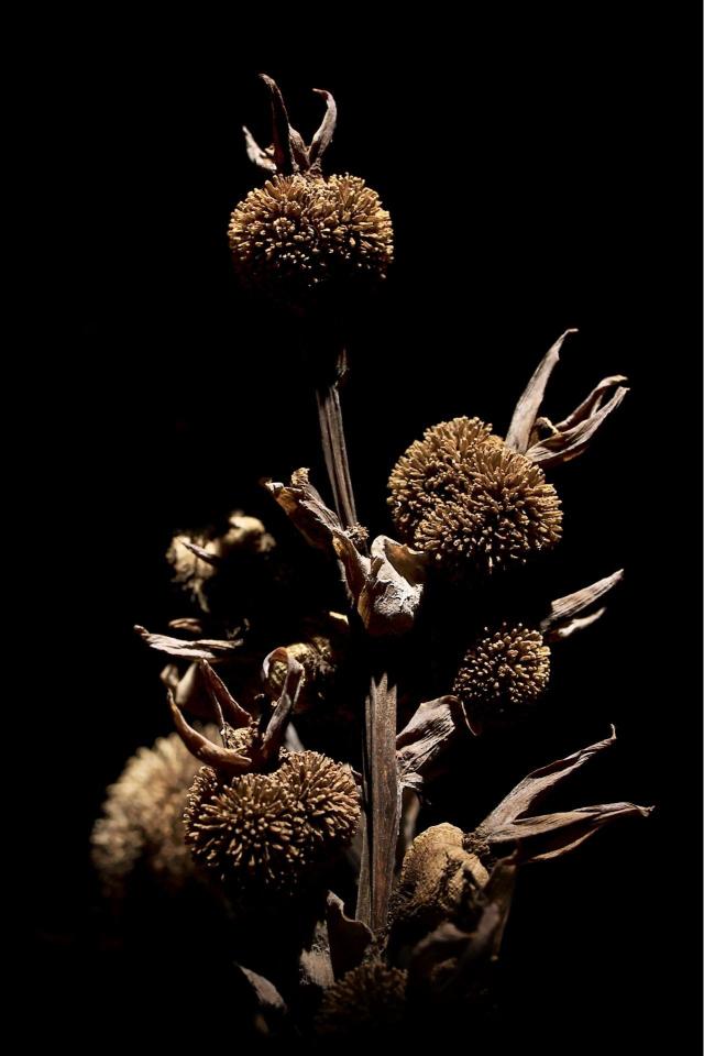 Dried Flower Still Life