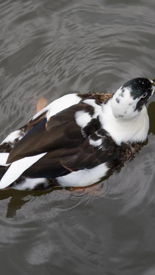 Duck in Water