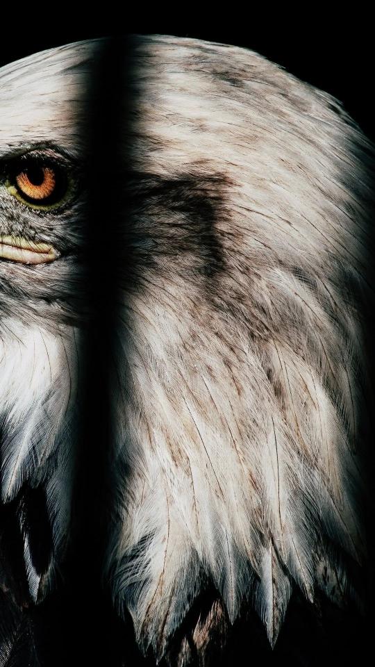 Eagle Eye Close-Up