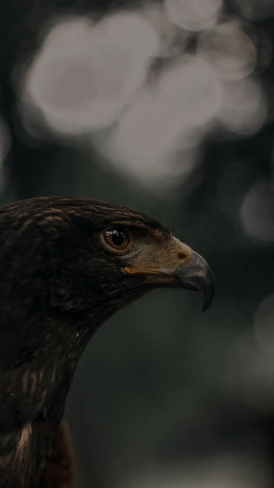 Eagle Eye Portrait