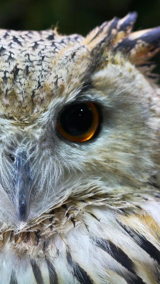 Eagle Owl Close-Up