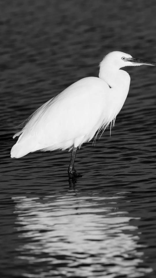 Egret in Monochrome Waters - Related Dark Wallpapers wallpaper