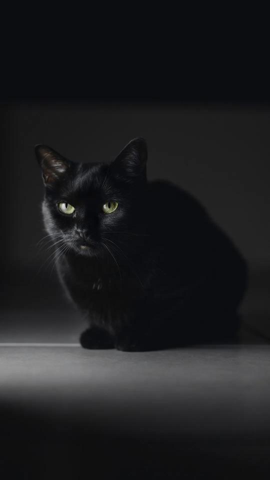 Elegant Black Cat Portrait