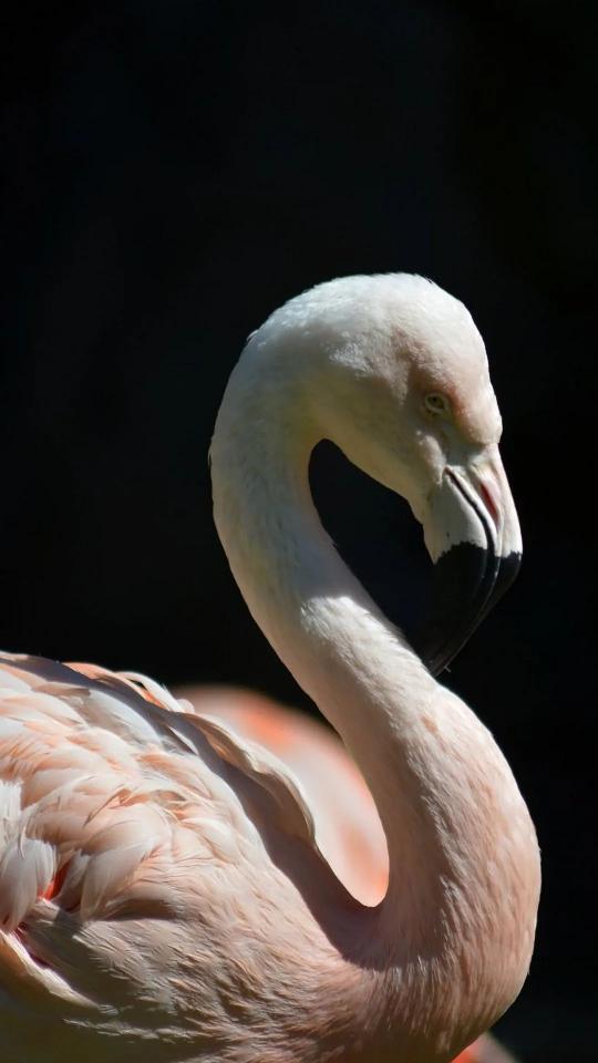 Elegant Flamingo Portrait - Related Dark Wallpapers wallpaper