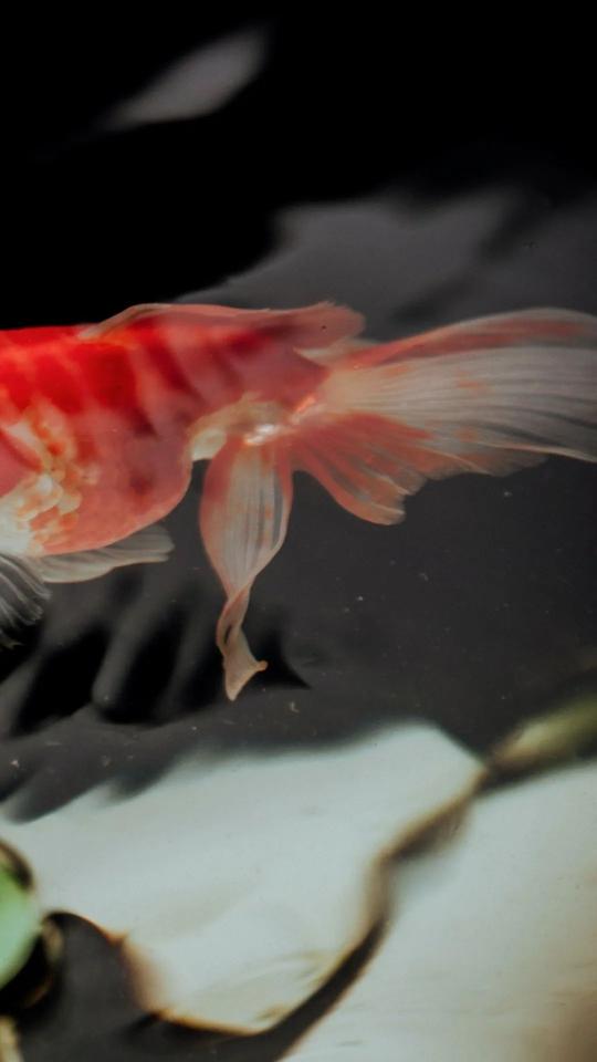 Elegant Goldfish Tail