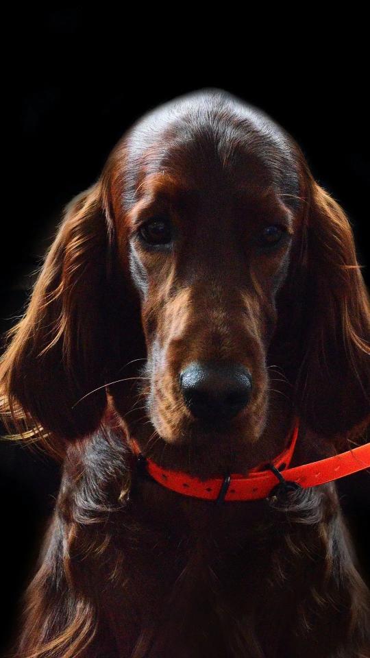 Elegant Irish Setter Portrait - Related Dark Wallpapers wallpaper