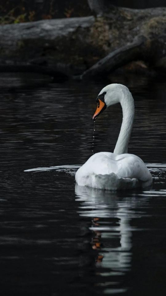Elegant Swan on Dark Water - Related Dark Wallpapers wallpaper