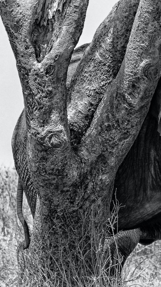 Elephant and Tree Texture